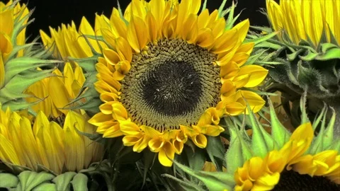 Flower Motion Time-Lapse - Zoom in Sunflower Opening in Bouquet - 29,97FPS NTSC Stock Footage