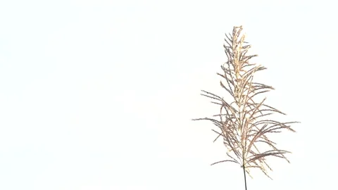 Flower motion wind blowing grass on grassland and beautiful sunset in pasture Vidéo 145536886