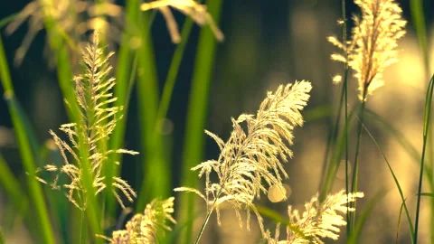 Flower motion wind blowing grass on grassland and beautiful sunset in pasture Video stock 145536905