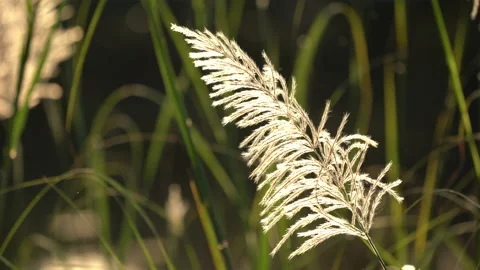 Flower motion wind blowing grass on grassland and beautiful sunset in pasture 動画素材 145537009