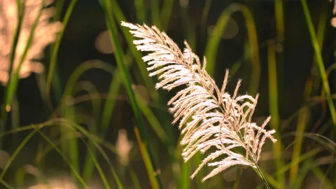 Flower motion wind blowing grass on grassland and beautiful sunset in pasture Stock Footage 145537280