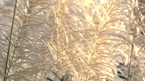 Flower motion wind blowing grass on grassland and beautiful sunset in pasture Vídeo Stock 145538256