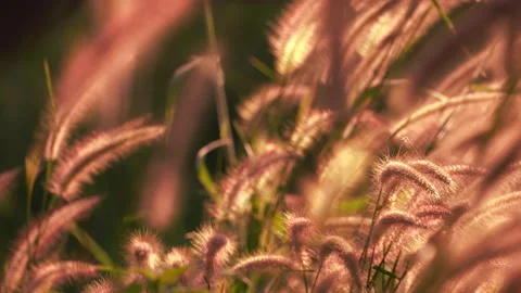 Flower motion wind blowing grass on grassland and beautiful sunset in pasture  库存影片 146675842