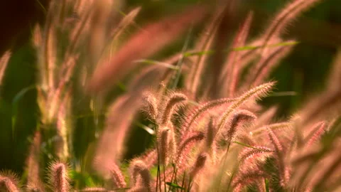 Flower motion wind blowing grass on grassland and beautiful sunset in pasture  Vídeo Stock 146676028