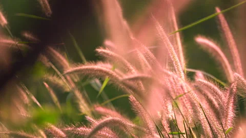 Flower motion wind blowing grass on grassland and beautiful sunset in pasture  Vídeo Stock 146676051