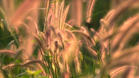 Flower motion wind blowing grass on grassland and beautiful sunset in pasture  動画素材 146676258