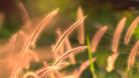 Flower motion wind blowing grass on grassland and beautiful sunset in pasture  库存影片 146676310