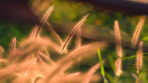 Flower motion wind blowing grass on grassland and beautiful sunset in pasture  Video stock 146676400