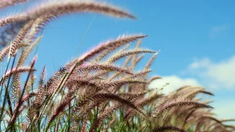 Flower motion wind blowing grass on grassland. Stock Footage 148927043