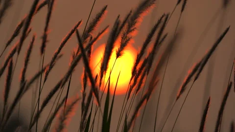 Flower motion wind blowing grass on grassland and beautiful sunset pasture  Vídeos de archivo 152870041