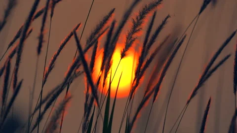 Flower motion wind blowing grass on grassland and beautiful sunset pasture  Stock Footage 152870125