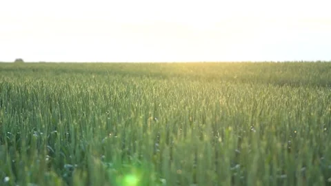 Flower motion wind blowing grass on grassland and beautiful sunset It pasture Stock Footage 155928098