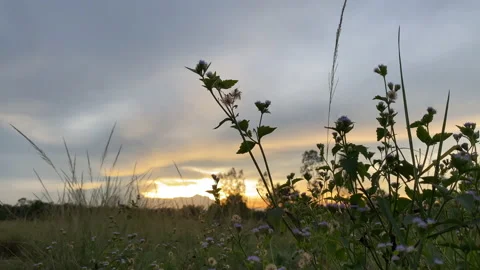 Flower motion wind blowing grass on grassland and beautiful sunset. Stock Footage 201353224