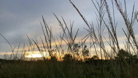 Flower motion wind blowing grass on grassland and beautiful sunset. Stock Footage 201353260