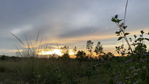 Flower motion wind blowing grass on grassland and beautiful sunset. 動画素材 201353339