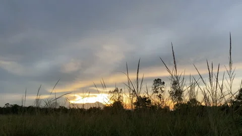 Flower motion wind blowing grass on grassland and beautiful sunset. Stock Footage 201353397