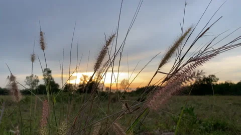 Flower motion wind blowing grass on grassland and beautiful sunset. Stock Footage 201368231