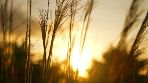 Flower motion wind blowing grass on grassland and beautiful sunset 動画素材 202134114