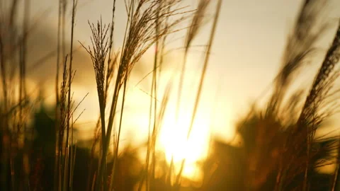 Flower motion wind blowing grass on grassland and beautiful sunset Stock Footage 202134226