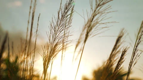 Flower motion wind blowing grass on grassland and beautiful sunset 動画素材 202134642
