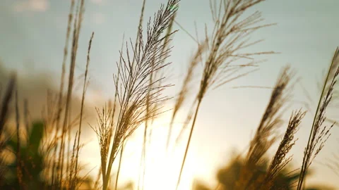 Flower motion wind blowing grass on grassland and beautiful sunset Stock Footage 202134775