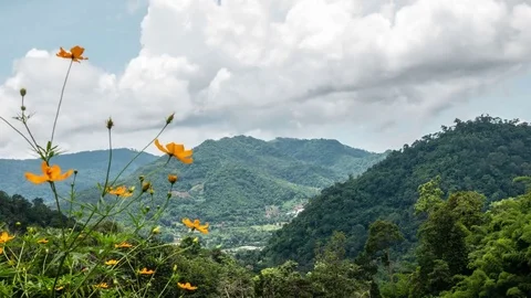 Flower with mountain and cloud background. Stock Footage 82057924