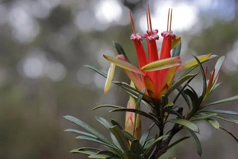Flower of mountain devil. Stock Photos