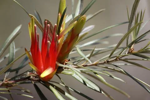 Flower of mountain devil. Stock Photos