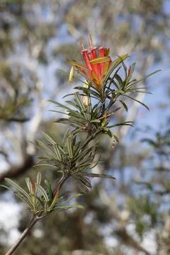 Flower of mountain devil. 库存照片