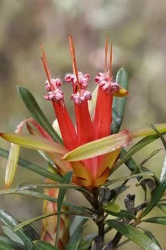 Flower of mountain devil. Stock Photos