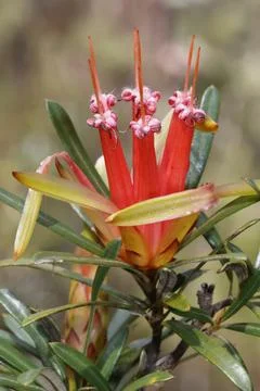Flower of mountain devil. Stock Photos