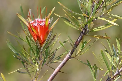Flower of mountain devil. Stock Photos