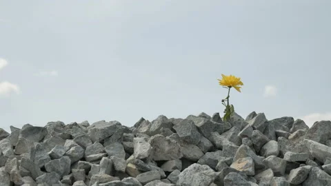 Flower on the mountain Видео 107517410