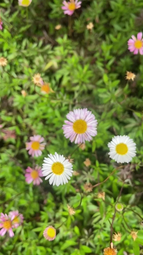 Flower in the mountain Stock Footage 221963204