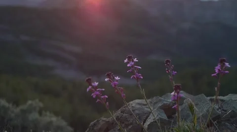 Flower in the mountain with sun reflections Stock Footage 62779970
