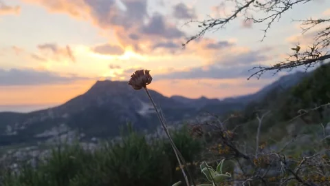 Flower on the mountain at sunset Stock Footage 183048413
