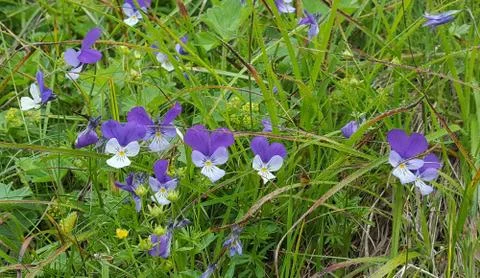 Flower mountain violet growing on the slopes of the Rila mountains in Bulgari Stock Photos