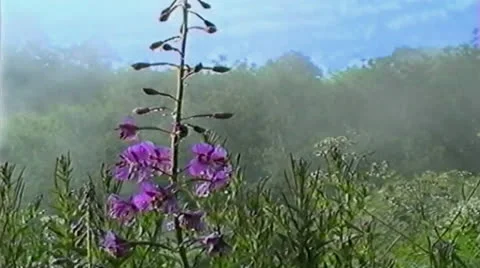 Flower in the Mountains Stock Footage 27118575