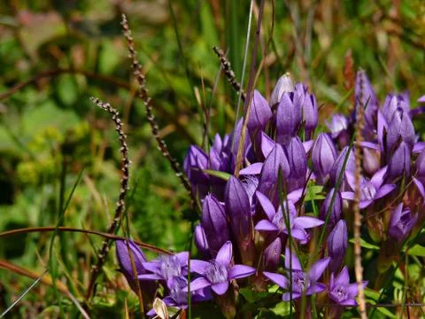Flower in mountains Stock Photos