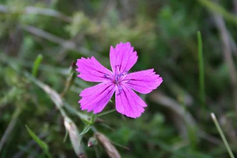 Flower in the mountains Stock Photos