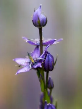 Flower in the mountains Stock Photos