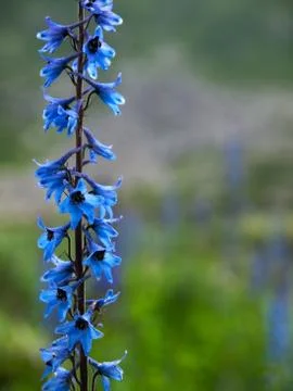 Flower in the mountains Stock Photos