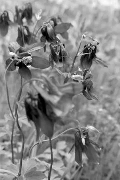 Flower movement Foto stock