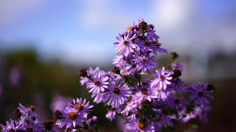 Flower is moving in the wind Stock Footage 85691917
