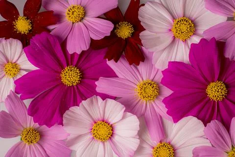Flower Multi Colored Cosmos Background Stock Photos
