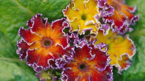 Flower multicolored primrose Video stock 161816092