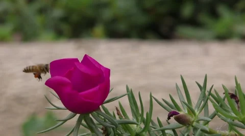 Flower + Multiple Bees Stock Footage 50037139
