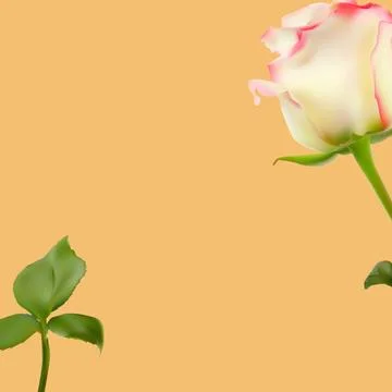 Flower Natural Background for Instagram Post. Illustration Stock Illustration