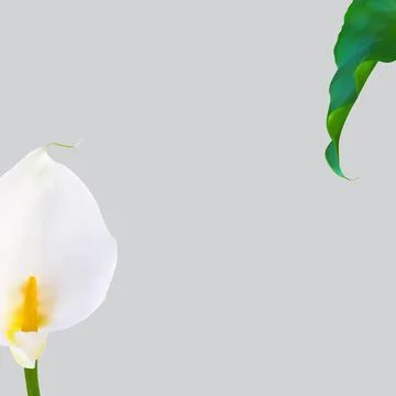 Flower Natural Background for Instagram Post. Illustration Stock Illustration