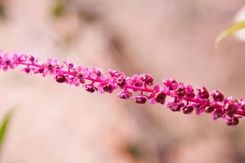 Flower on natural background Stock Photos